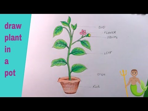 How TO Draw plant In A Pot/Parts Of Plant Drawing
