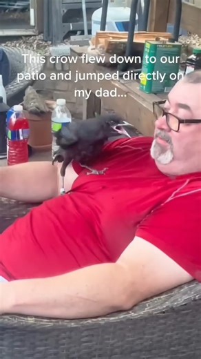 shamim on Instagram: "When the crow outsmarts every human in the room😂🖤 Follow me @crow_worlds 📷 Video by (DM for credit or removal/ No copyright intended. All rights are reserved & belong to their respective owners.) #Raven #RavenLove #Corvids #BirdsOfInstagram #WildlifePhotography #RavenLife #NatureLovers #RavenBird #BirdWatching #RavenBeauty #RavenFlight #BirdLovers #Corvidae #RavenPerfection #RavenWorld #WildBirds #RavensOfInstagram #RavenPhotography #RavenMagic #Wild