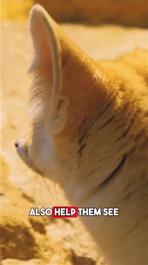 Why Fennec Foxes Have Giant Ears 🦊 #AnimalFacts #fox #animals #wildlife #natureanimal #wildog