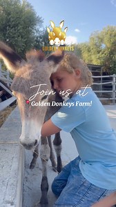 A Day at Golden Donkeys Farm! 🐾 Discover a world where nature, family, and our sweet donkeys come together for an unforgettable experience! In today’s video, you’ll meet the star of the farm—our little 2-month-old donkey, Oliver, full of energy and cuteness as it gets fed, plays, and makes new friends. With its tiny hooves and curious eyes, it’s sure to steal your heart! ❤️ But that’s not all! Our donkeys also offer nature’s finest with their premium donkey milk, known for its incredible benefi