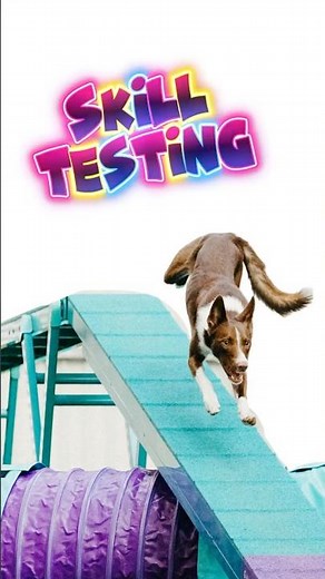 Custom Agility Setups by Elpida Ismael = Mind Blown 🤯🐕