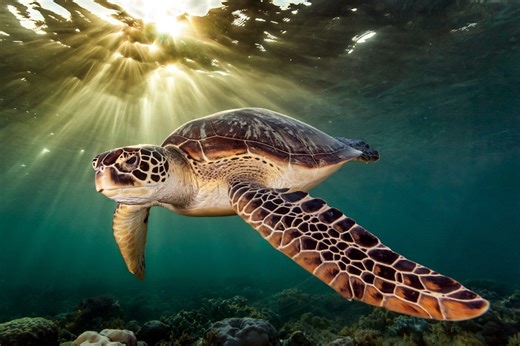 “It’s a bit like sea turtle forensics." Scientists looked inside 24 turtles – and uncovered secrets from the past | Discover Wildlife
