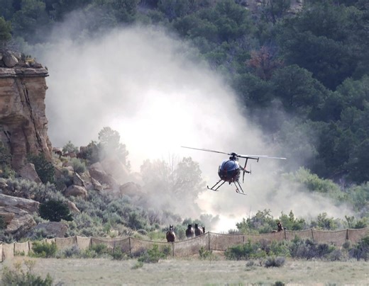 BLM will use helicopters in quest to gather 1,000-plus horses in Northwest Colorado
