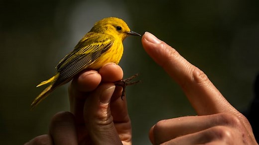 Here's how scientists track birds using bird banding