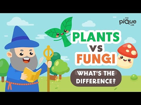 Plants VS Fungi: What's The Difference? | Primary School Science Animation
