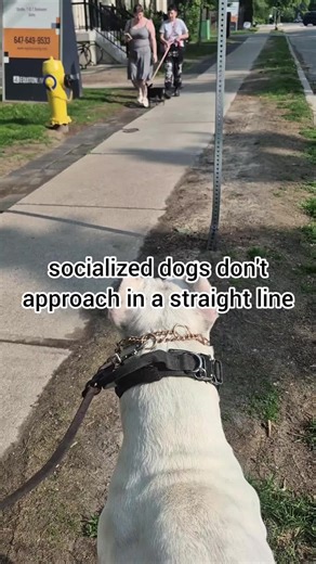 i got dominated, this got ugly Bubba offered calm angles… the little dog charged straight… and the human? Well… dominance shows in all forms. Dogs mirror their humans. Tension breeds tension. Your dog is your reflection. If you want to learn more about these angles — they’re called calming signals — I’ll send you Chapter 1 of my new book for free. 👉 Just comment: Signal #PeacefulAlpha #DogAngles #DominanceEnergy #CalmingSignals #YourDogIsYourReflection #DogCommunication #DogoArgentino #DogTrain