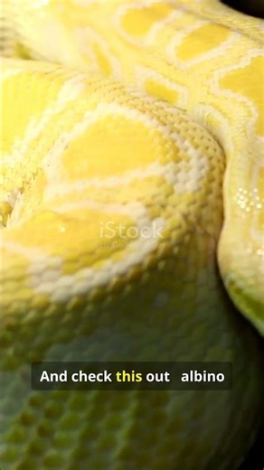 Burmese Python: The Gentle Giant This Snake Can Swallow a Deer whole