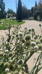 It’s a pollinator party on the rattlesnake master plant in Sky Garden! 🌱🐝 | Gathering Place