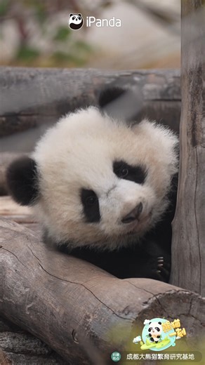 The shape of the eye patches is one of the characteristics for identifying pandas. This baby panda has eye patches shaped like little birds, which is quite distinctive. #panda #HiPanda #ChengduPandaBase #PandaFun #HowGiantPandasGrowUp #PandaMoment For more panda information, please check out: https://en.ipanda.com | iPanda