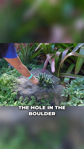 DIY Natural Planters: Stumps, Moss & Boulder Blooms! #shorts