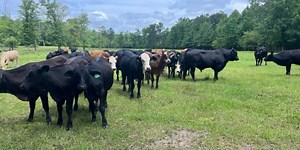 Case of atypical BSE, or mad cow disease, reported in Tennessee