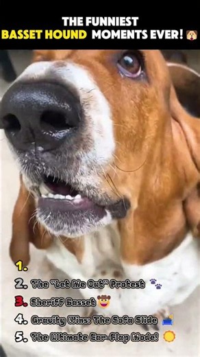 Top 5 Funniest Basset Hound Moments! #shorts #bassethounds #funnydogs