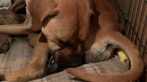 367K views · 1.7K reactions | A babies first breath ❤️ This girl is...