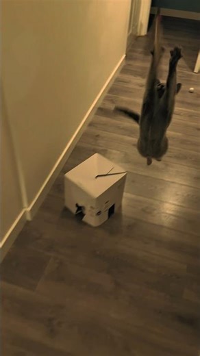 Flying Russian Blue 🙀⚡️ #cats #funny #cute