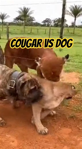Wild Cougar vs. Giant Farm Dog: Who Wins? 😱