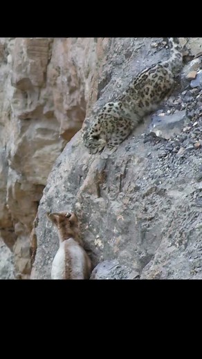 Can snow leopards succeed in hunting at an altitude of 4000 meters? #animals #fyp #animalworld #animal #foryou #snowleopard #antelope