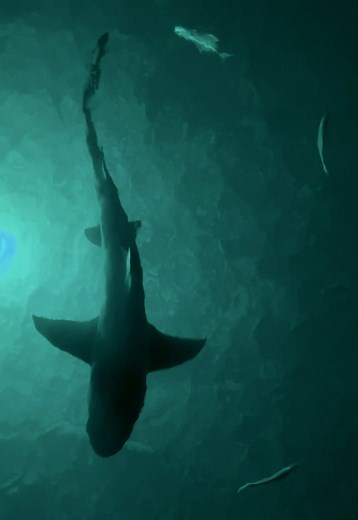 Normalize Fact-Checking Tattoo Artists: Shark Tattoo Advice