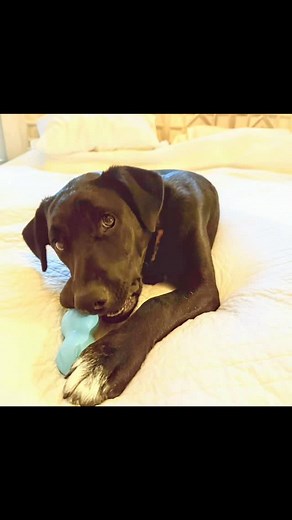 #adoptme Cooper is a happy-hearted Lab pup who’s ready to bring joy...