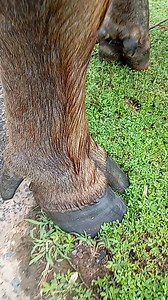 ถ้ายืนนิ่งต้องมีปลิงเกาะ#คนเลี้ยงควาย#ปลิงควาย | โฟกัส ที่เป้าหมาย