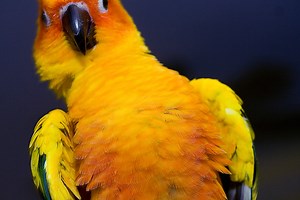 Sun Conure -  Pick out body language signs!