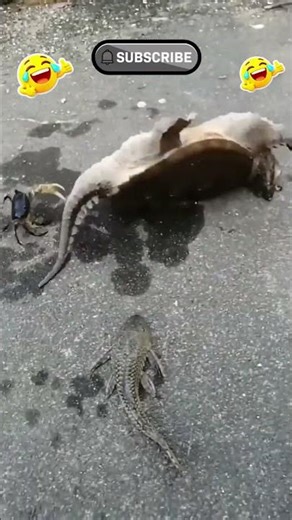 The Turtle Overreacted 😂🐢 | Funniest Animal Reaction Ever!