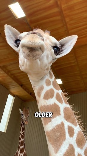 How Newborn Giraffes Learn to Sleep with Long Necks