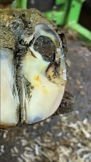 SERIOUS DOUBLE SOLE on a cow's foot #animals #farming #hoofrestoration #rawdiet #calming #cow