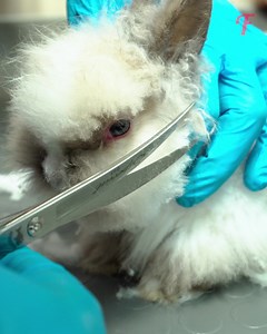 390K views · 1K reactions | Une jeune fille et un toiletteur font équipe pour sauver un lapin négligé. | Femme Heureuse | Facebook