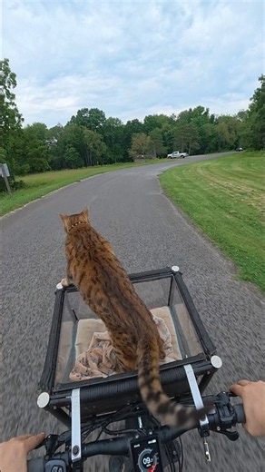 Do you sing to your pet? Do you have a song? Our song is the theme to The Dukes of Hazard.
