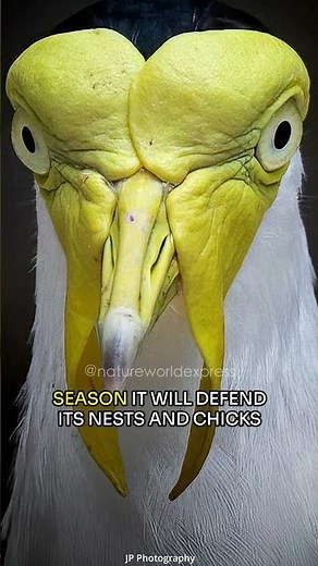 Masked Lapwing | The Fierce Protector