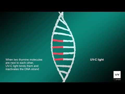 How UV-C light works on DNA/RNA