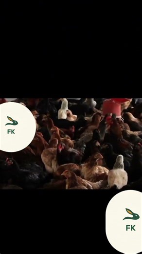 L’erreur qui détruit les petits éleveurs plus vite que les maladies #elevagedespoules #cotedivoire