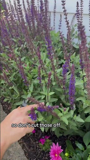 Trim Salvia for More Blooms!