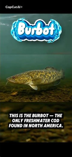 Hook, Line & Jigger | Burbot