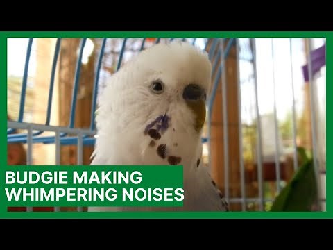 Why is My Budgie Making Whimpering Noises?