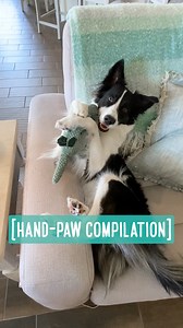 37K views · 4.2K reactions | Hand-paw compilation ✋駱 | Bordernerd | Facebook