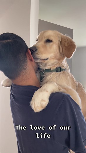Love ❤️ #goldenretriever #golden #goldenretrievers #archi #archie #goldenpuppy #goldenretrieverpuppy #retriever #retrievers #goldie #goldenretrieversofinstagram #goldenretrieveroftheday #retrieveroftheday #retrieverofinstagram #shy #shypuppy #breeder #goldenpup