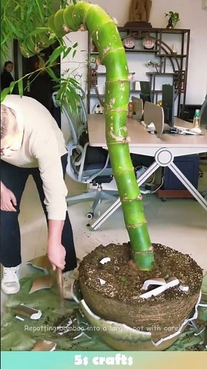 Repotting bamboo into a larger pot with care! #plant #bamboo
