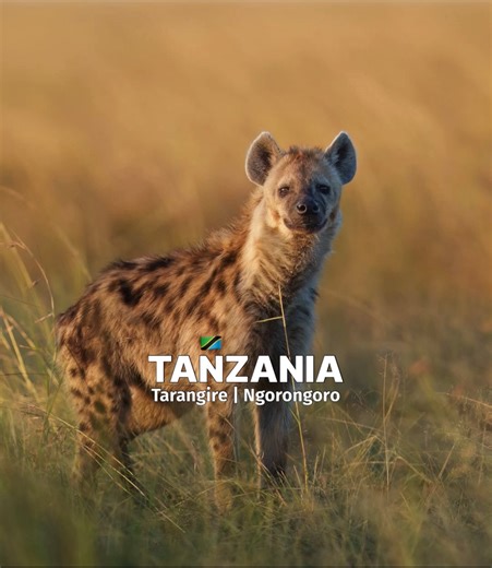 15K views · 312 reactions | Enjoy 2 Days One Night wildlife Safari to...