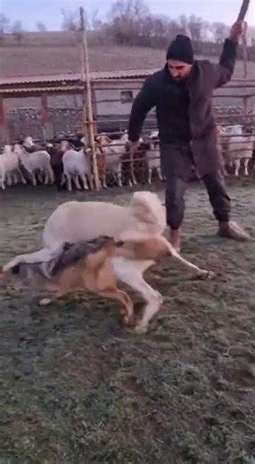 Kangal: Guardian of the Turkish Pasture