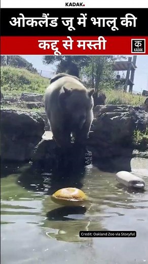 Bears Have Fun With Pumpkins At The Oakland Zoo | #shorts