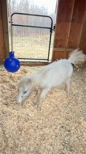 My new pony! ‪@mrs.raedoss‬