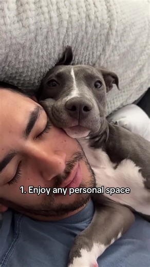 Things I Haven’t Been Able To Do Since Owning Pit Bulls 🐶❤️ | Pittt Bulll