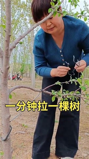 Fruit tree branch training tools are used for shaping and training fruit trees. #HomeOrchard