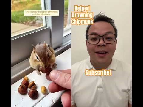 Helped drowning chipmunk 🐿️#wildlife #shorts