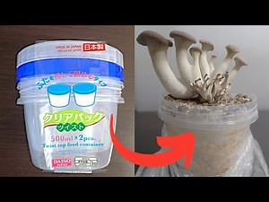 きのこ栽培容器を100均の容器で作る