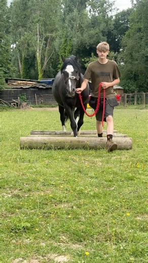 They are always in sync 😂 #horse #equestrian #welshd #horses