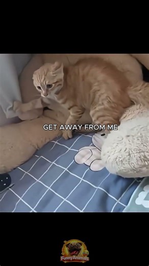 This Cat Panicked Immediately #shorts #cats #scaredcats #funnycats #catreaction