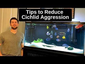 6 Ways to Reduce Cichlid Aggression – Watch Them Clash in the Background!