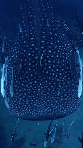 Mesmerizing Aquatic Images of Majestic Whale Sharks